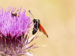 Zygaena punctum