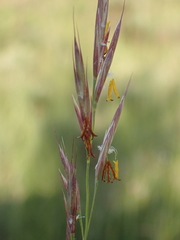 Bromus erectus