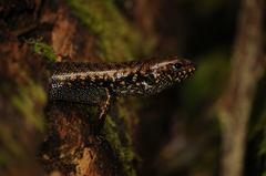 Silvascincus murrayi