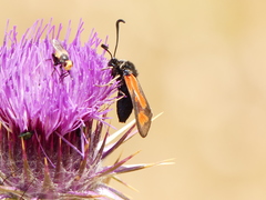 Zygaena punctum