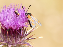 Zygaena punctum