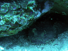Batrachomoeus dubius