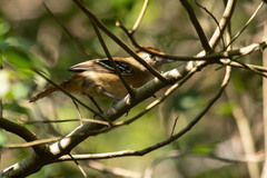 Thamnophilus ambiguus