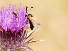Zygaena punctum