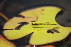 Austrocnemis splendida