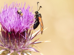 Zygaena punctum