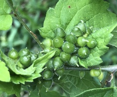 Celticecis celtiphyllia