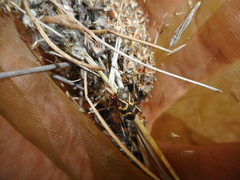 Deois flexuosa