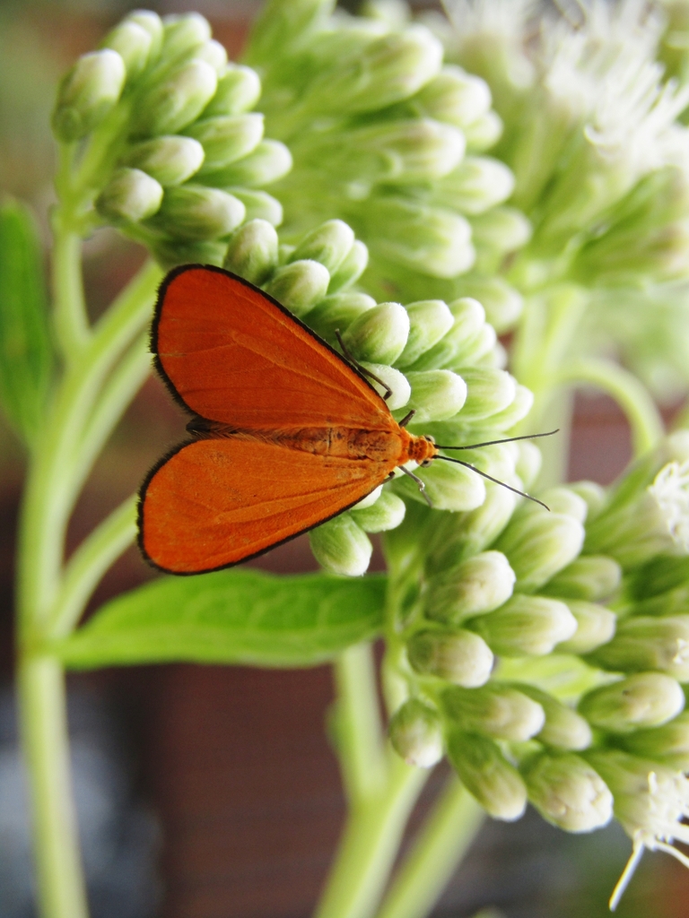 Eudulophasia invaria