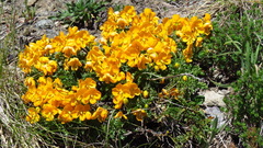 Senna arnottiana