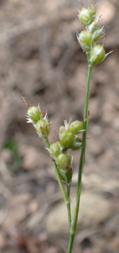 Image of Luzula comosa by no rights reserved