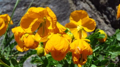 Senna arnottiana