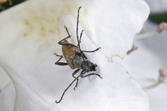 Trachysida mutabilis