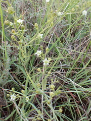 Thesium divaricatum