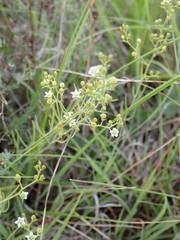 Thesium divaricatum
