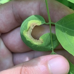 Agromyza soka