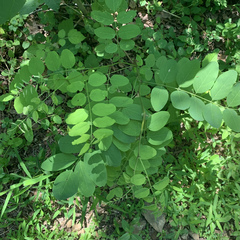 Agromyza soka