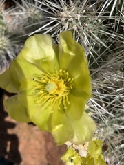 Cylindropuntieae