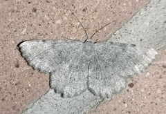 Dicrognophos sartata
