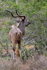 Tragelaphus strepsiceros