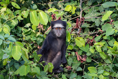 Cercopithecus mitis mitis