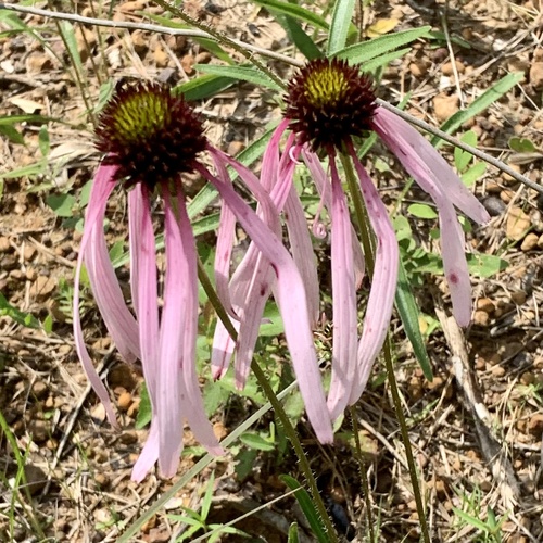 Sanguin purple coneflower (Echinacea sanguinea)