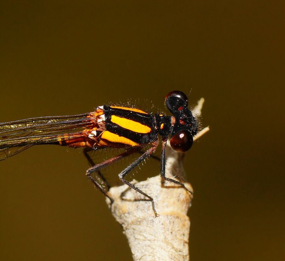 Orange Threadtail