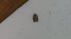 Acleris comariana