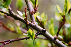 Chrysomela lapponica