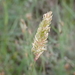 Somerset Hair-Grass - Photo (c) David Delon, some rights reserved (CC BY), uploaded by David Delon