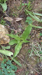 Cyanella hyacinthoides