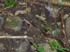 Coniophanes schmidti