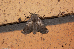Declana griseata