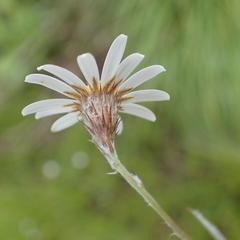 Athrixia angustissima