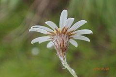 Athrixia angustissima