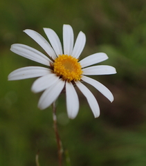 Athrixia angustissima
