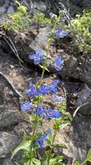 Penstemon wilcoxii