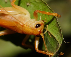 Hyalogryllacris