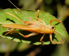 Hyalogryllacris