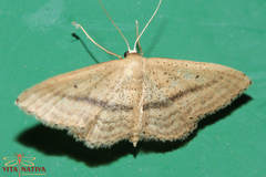 Idaea mediaria