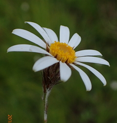 Athrixia angustissima
