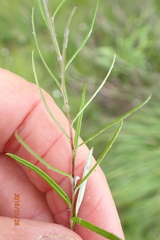 Athrixia angustissima