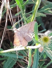 Isturgia murinaria