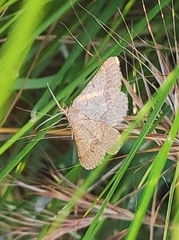 Isturgia murinaria