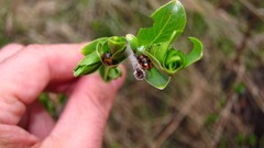 Chrysomela lapponica