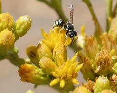 Stenodynerus anormis