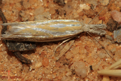 Pleurota honorella