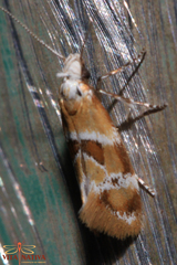 Epicallima mercedella