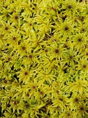 Leucolepis