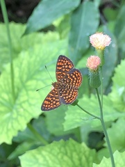 Antillea pelops